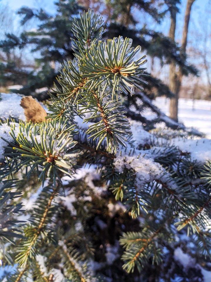 winter tree