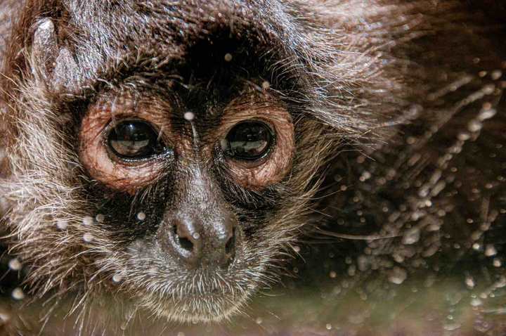 monkey