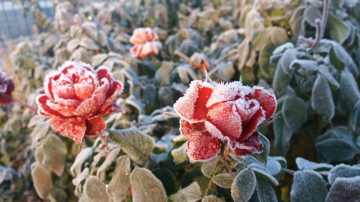 winter beauty