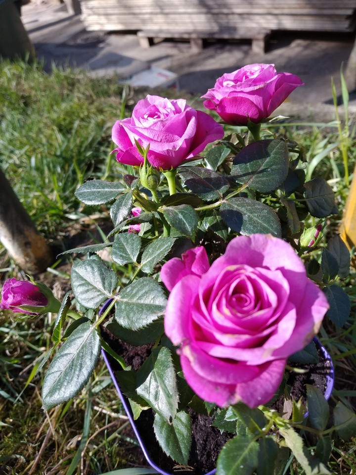 Beautiful roses