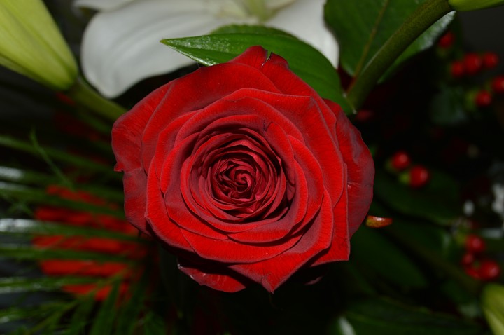 Red rose