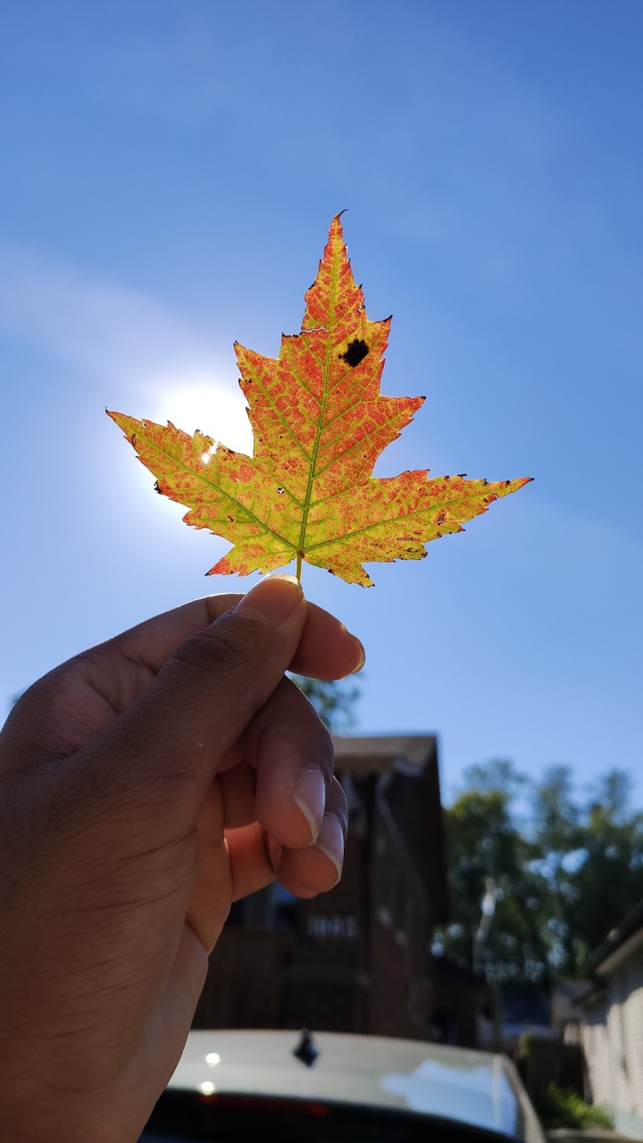 Fall feels