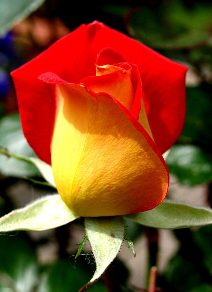 l'amour des fleurs
