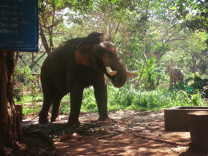 Went to elephants heaven !