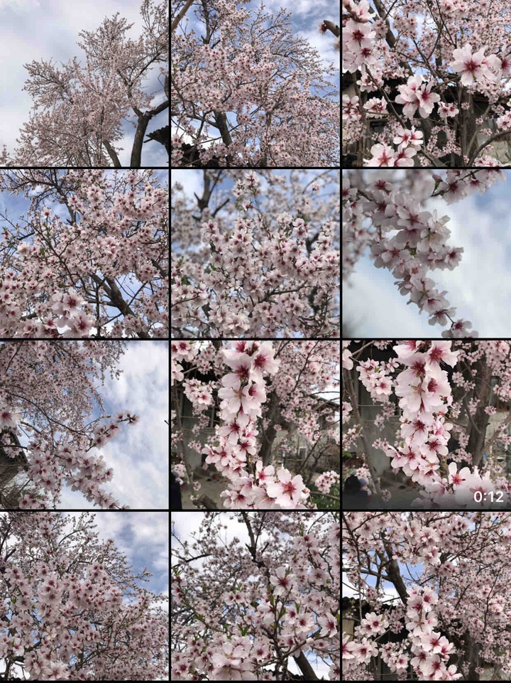 sakura