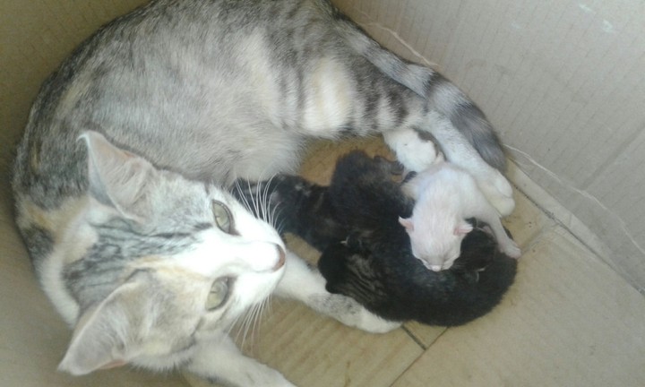 gata y sus crias