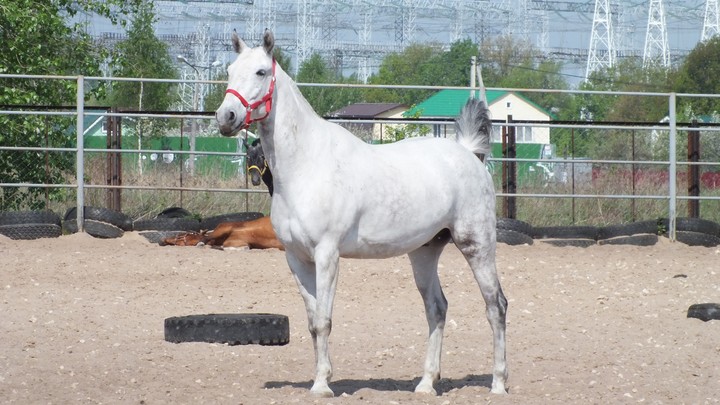 азов