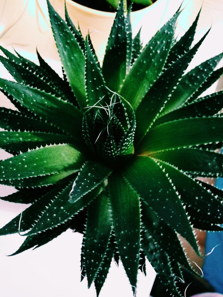 plant ???❤️❤️❤️?????????❤️❤️❤️???