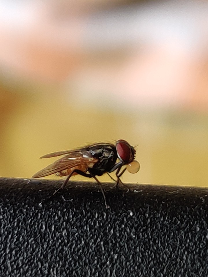 Housefly