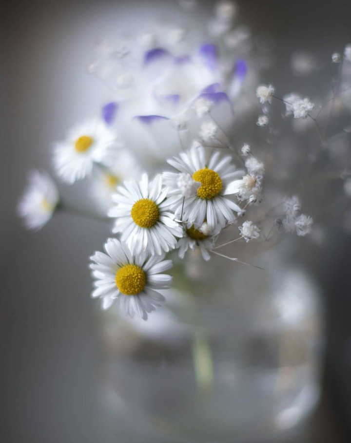 Daisies
