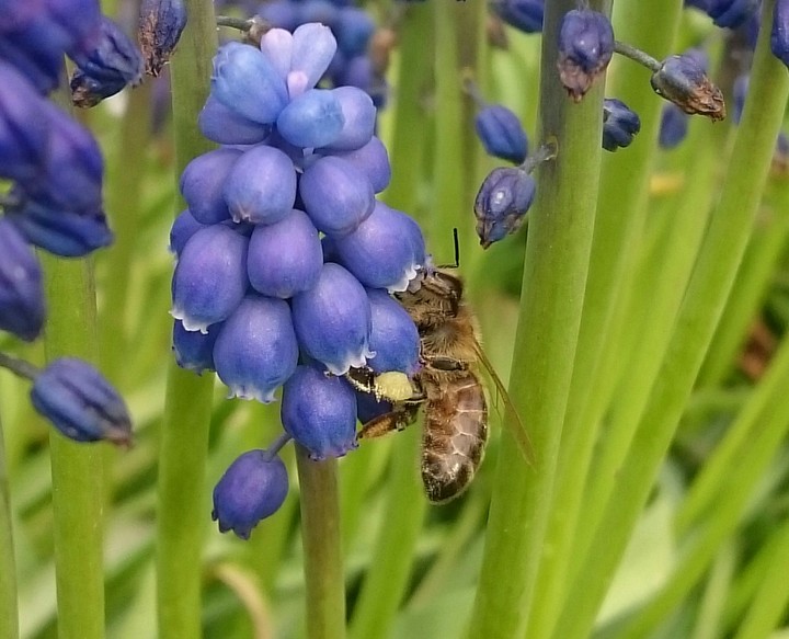 Traubenhyazinthe mit Biene