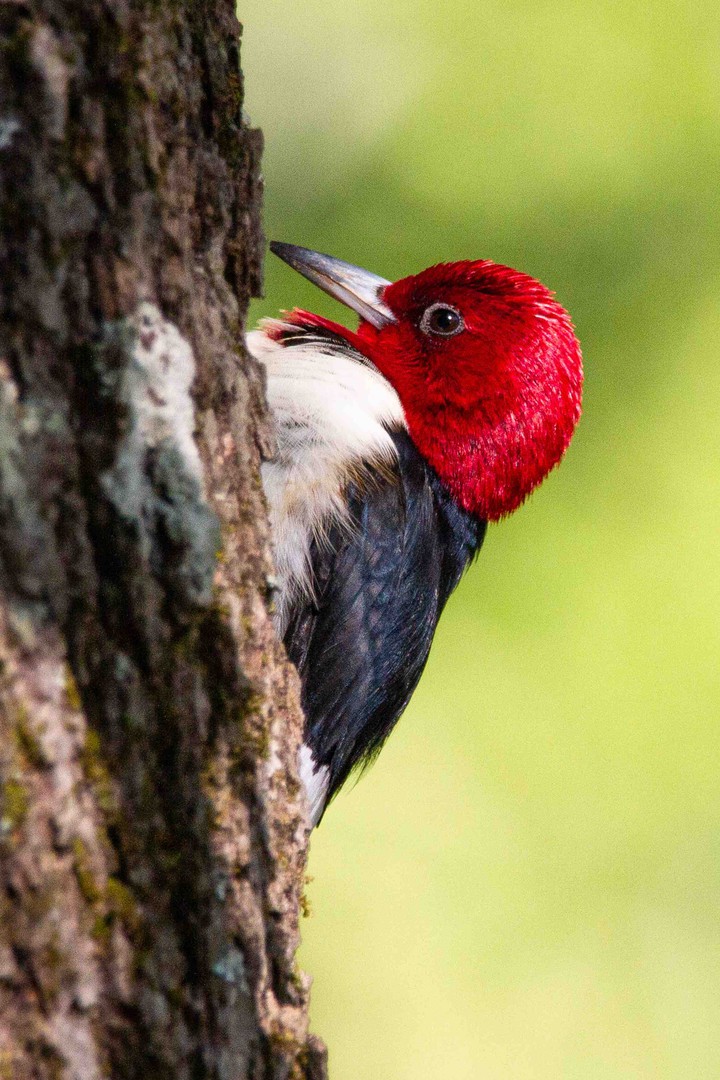 bird