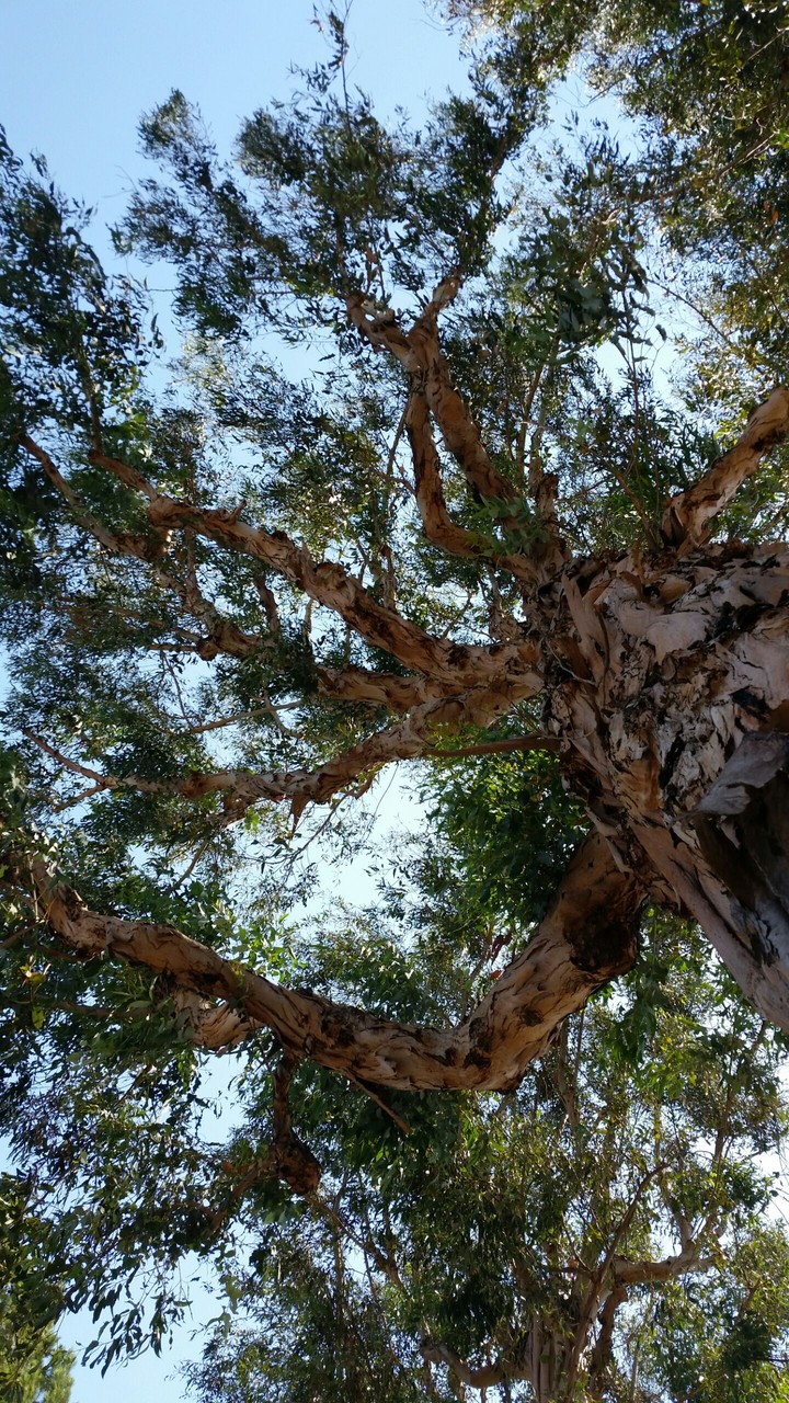 Tall Tree