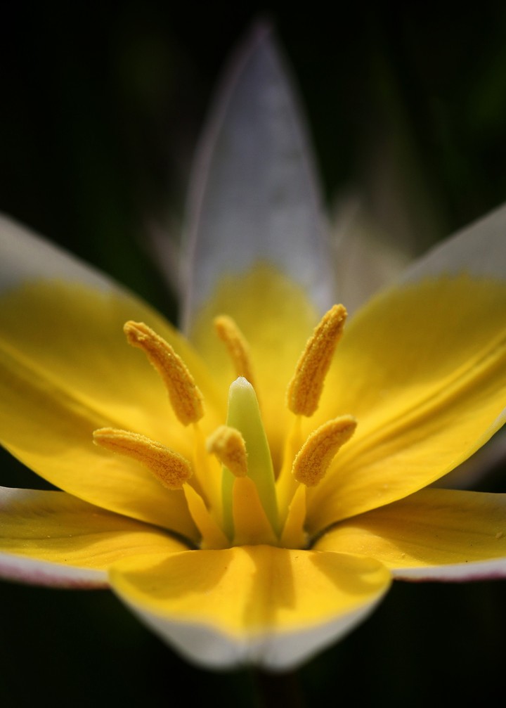 Garden Tulip