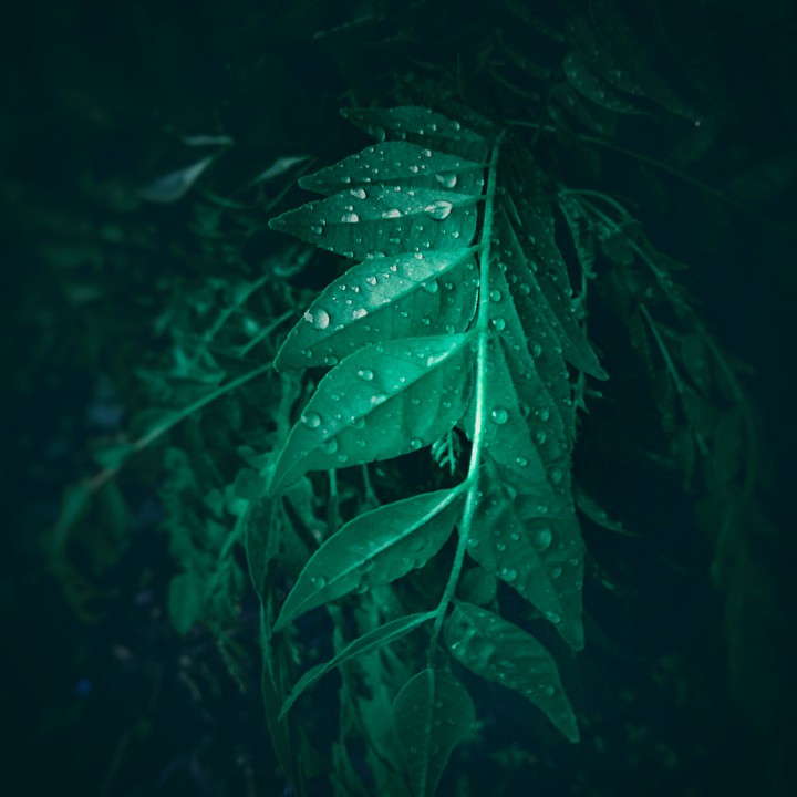 beautiful leaves