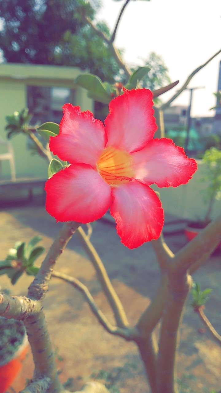 flower