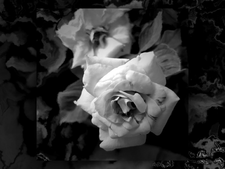 Rose Flower