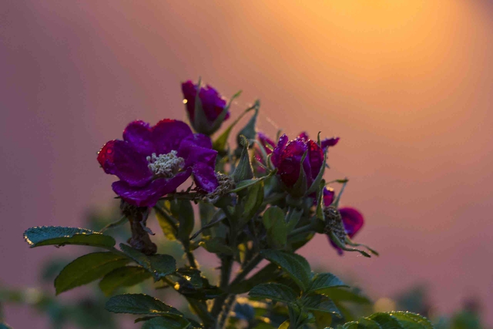 Rose hips flowers