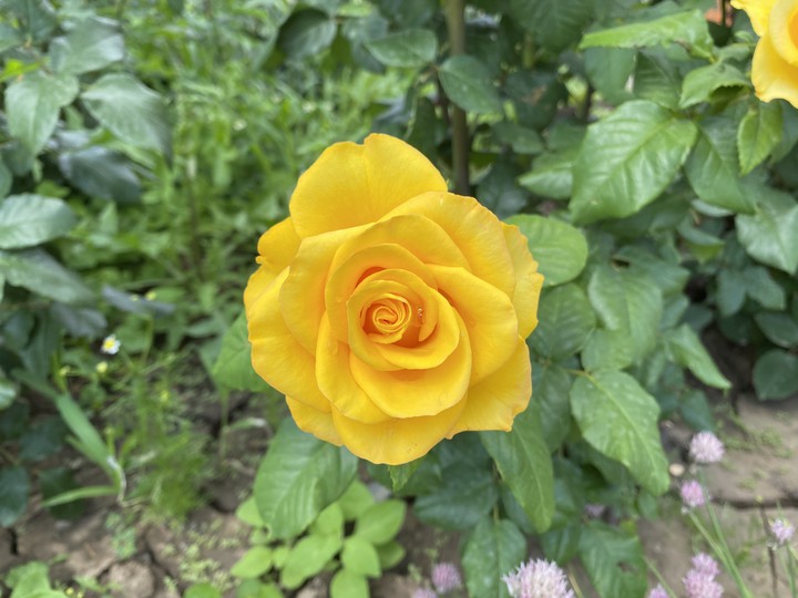 rose