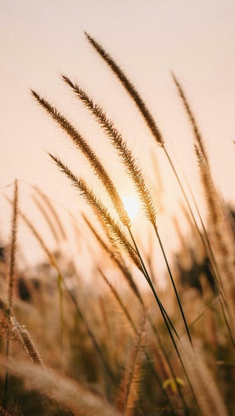 ταπετσαρίες rye, wheat