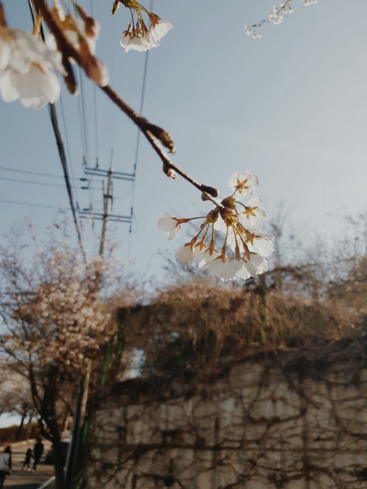 벚꽃