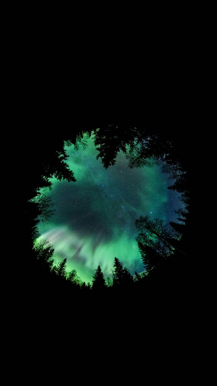 green Forrest