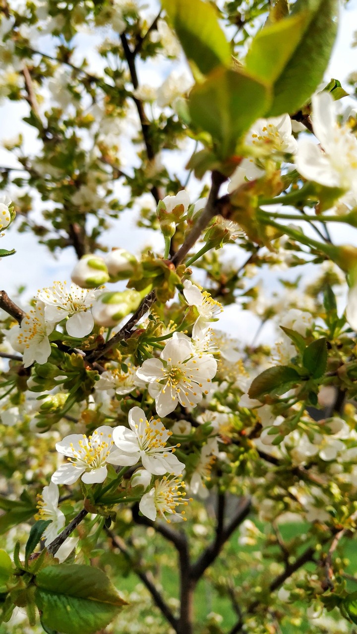 spring