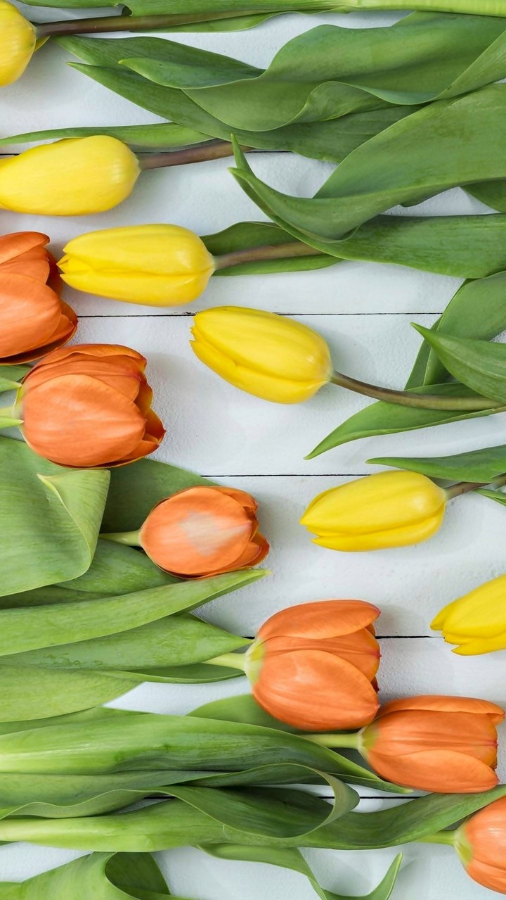 tulipani
