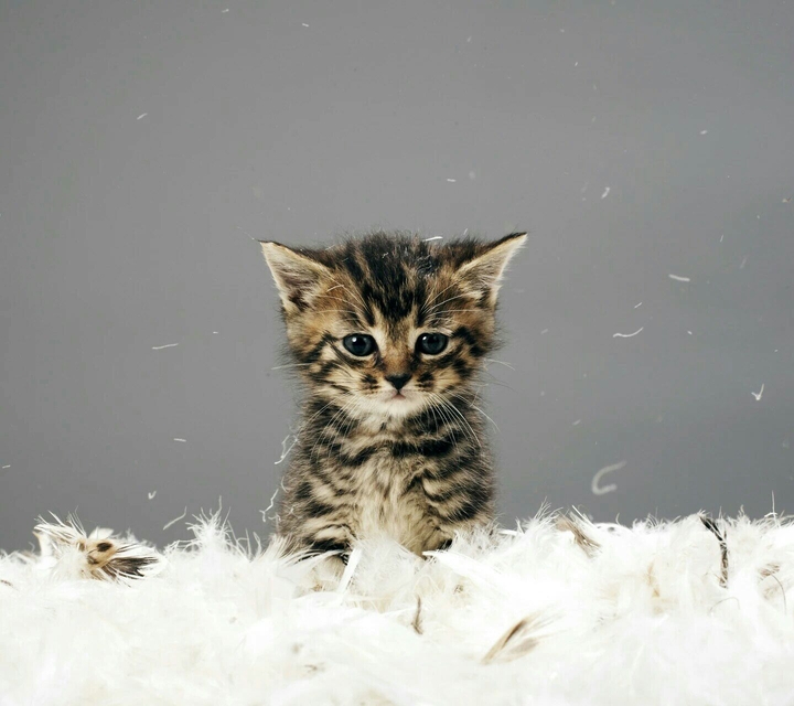 cutie cat