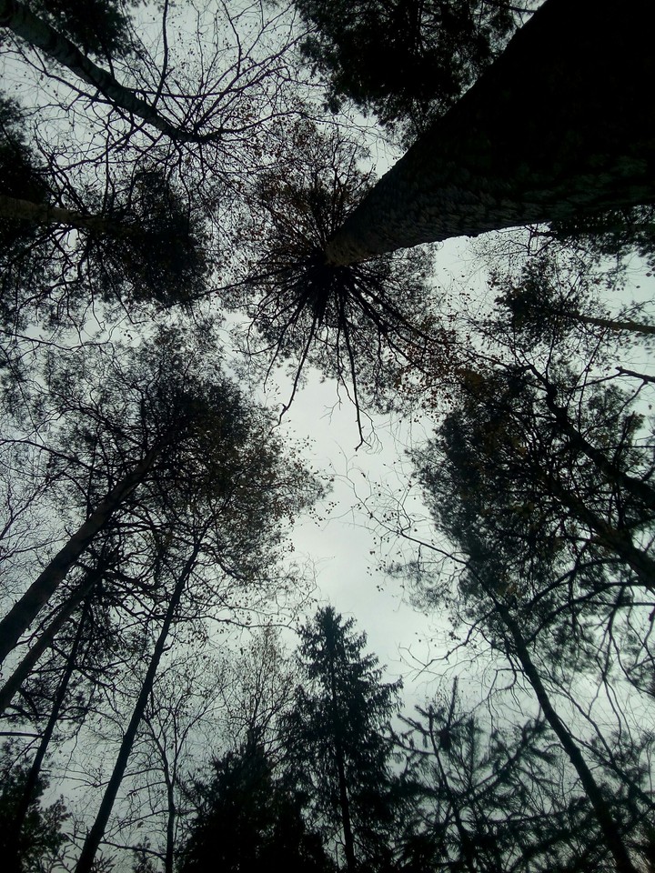 tree
