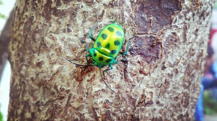 the green bug