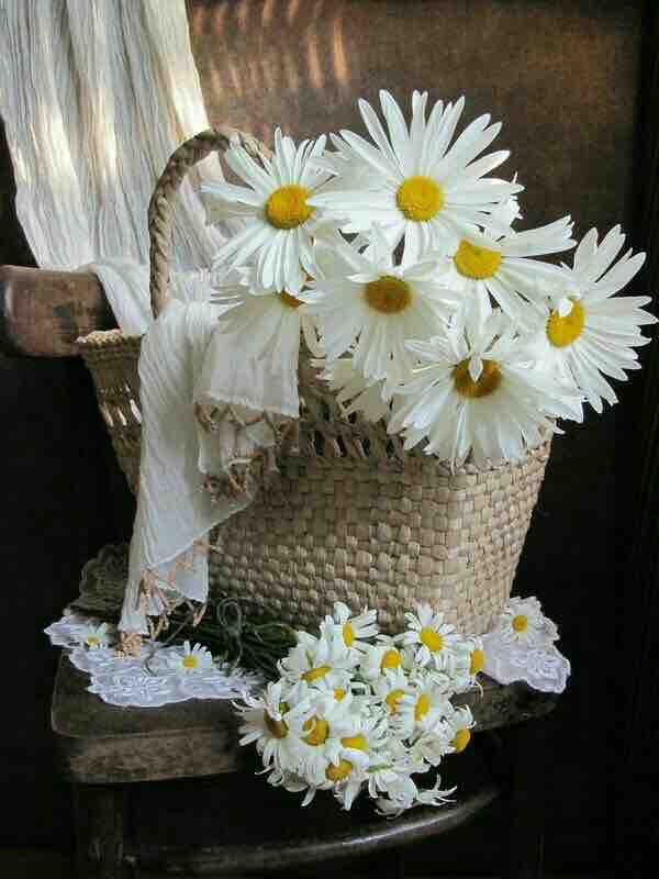 Daisies