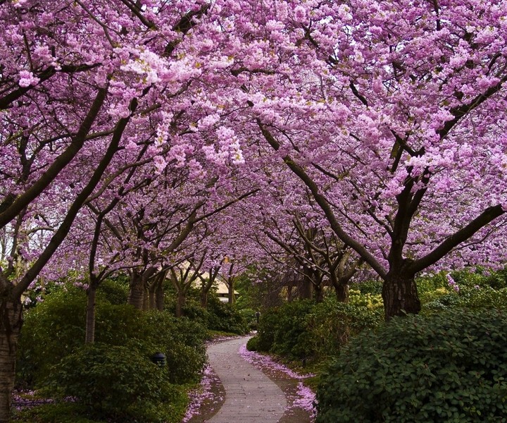 Beautiful Path..
