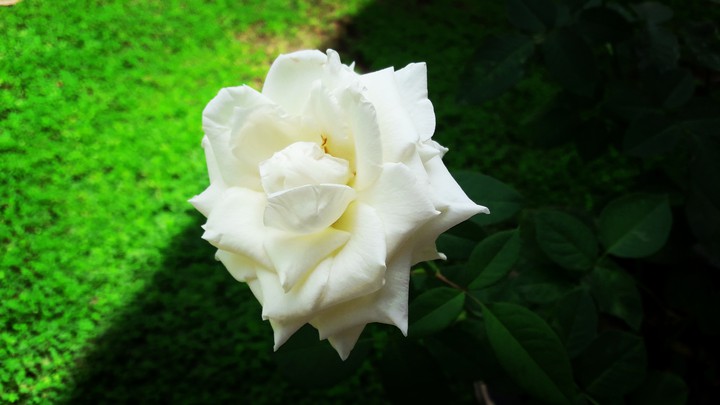 beautiful rose