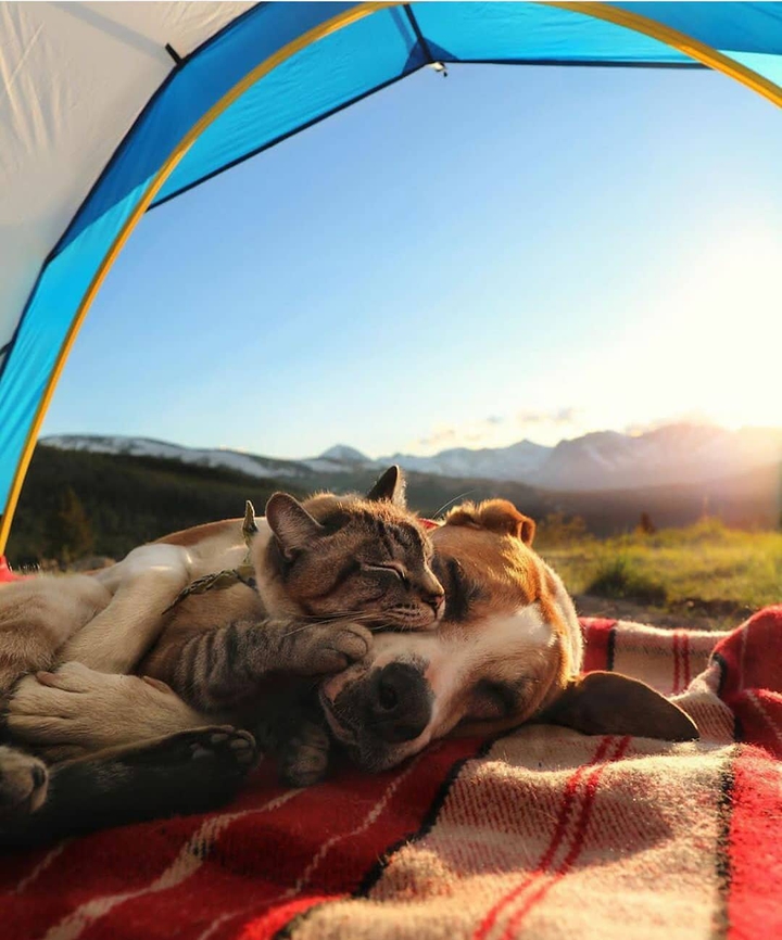 cat n dog