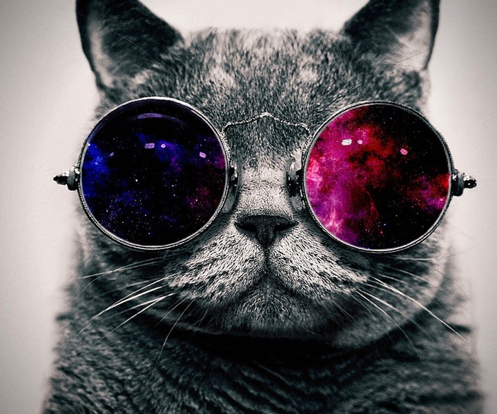 galaxy cat