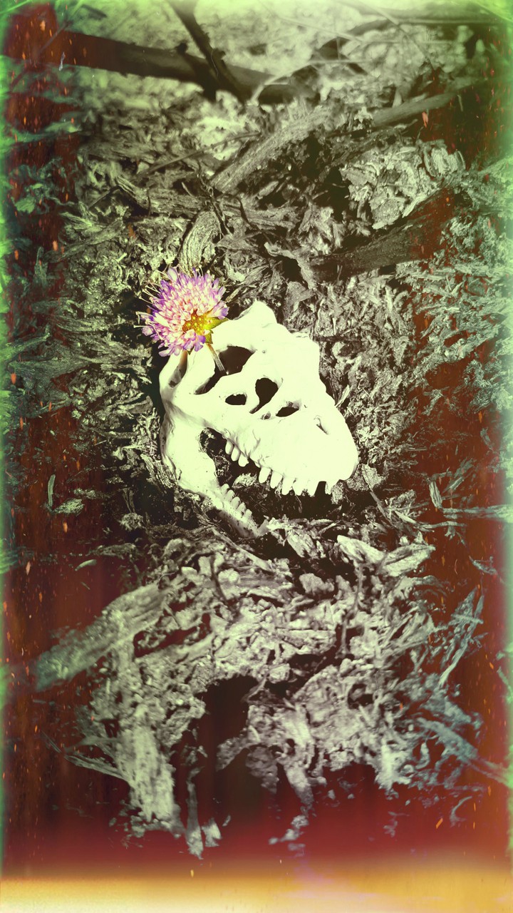 skull the fire. огненный череп.