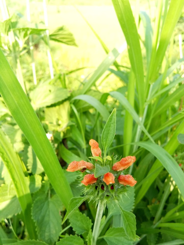 FLOWER