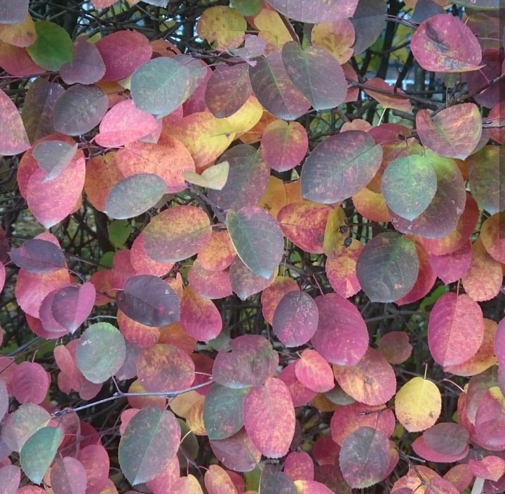 Fall leaves