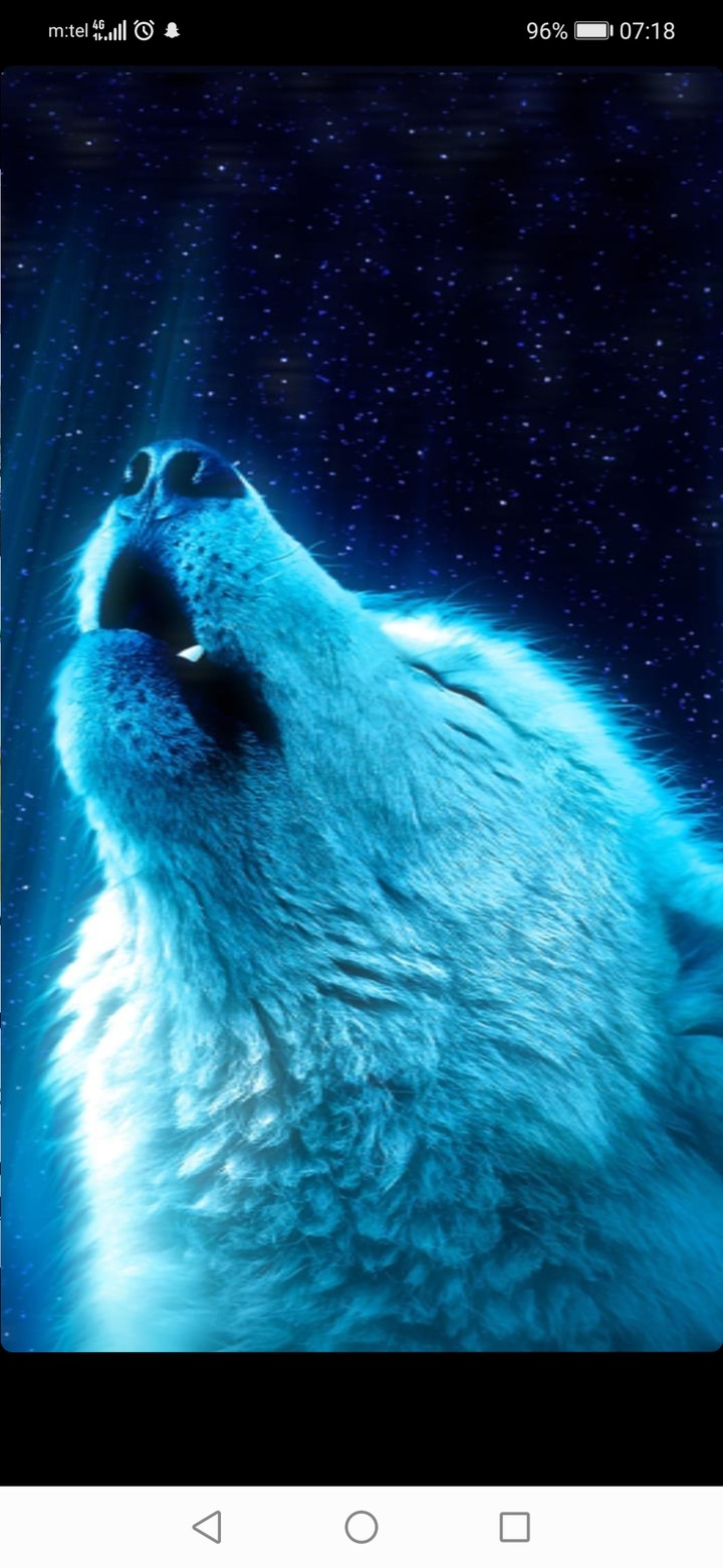 wolf