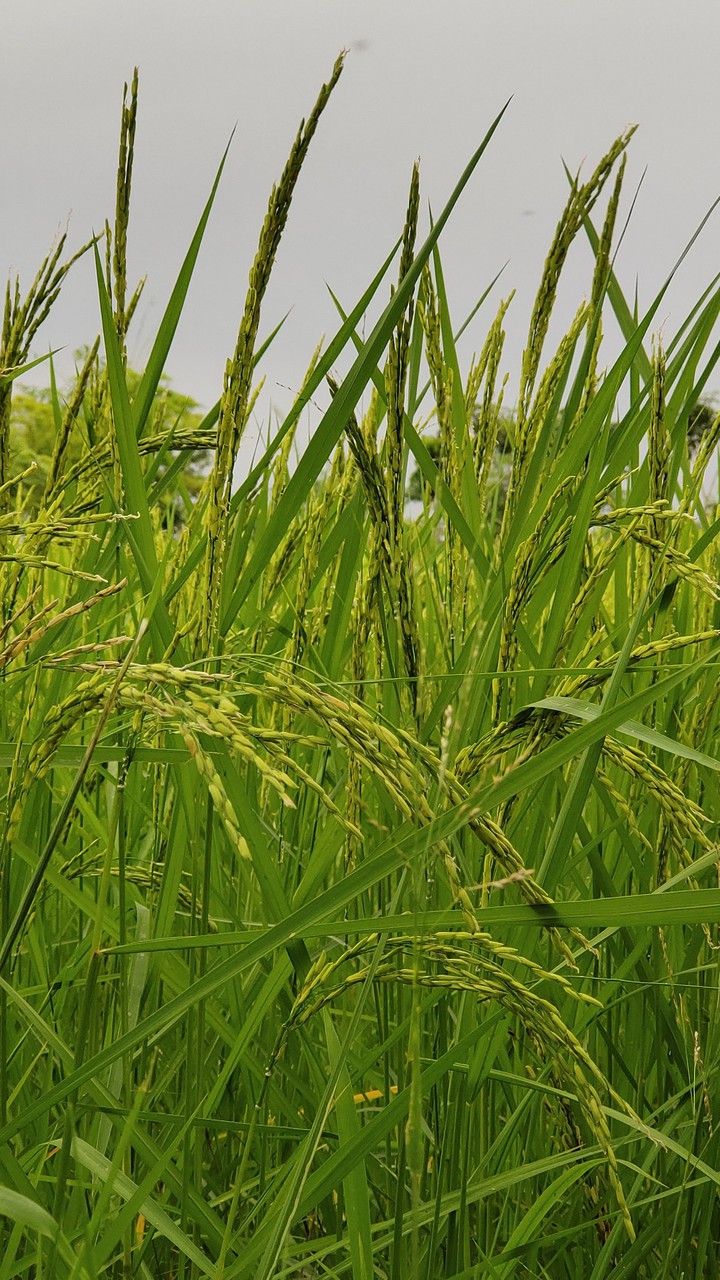 Paddy rice