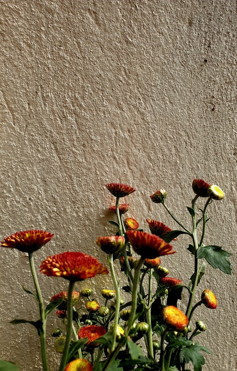 winter blooms...