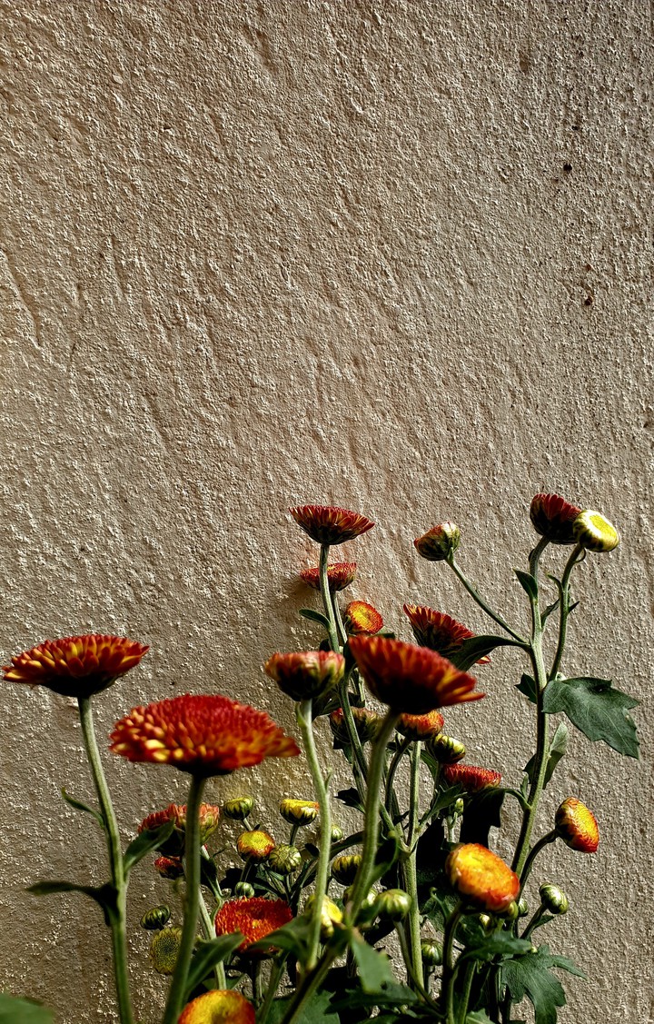 winter blooms...