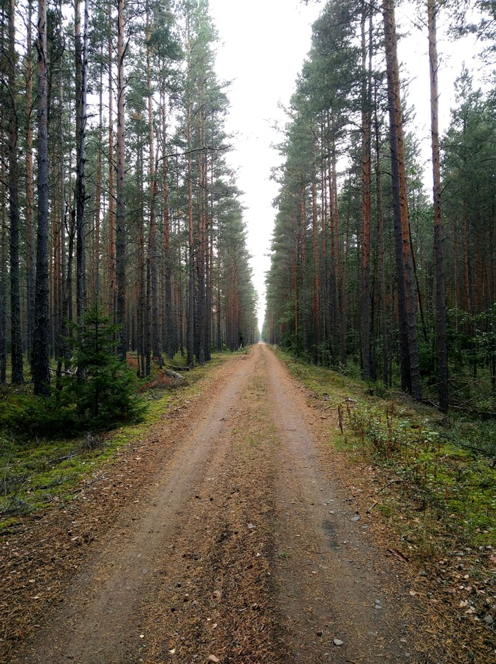 Дорога в лесу