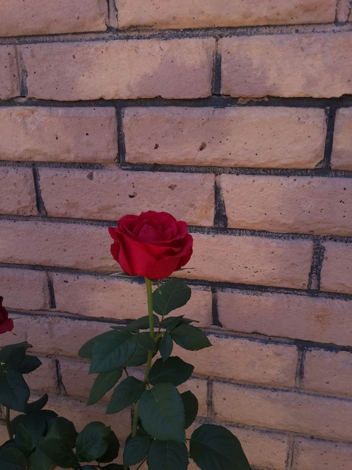 Red rose