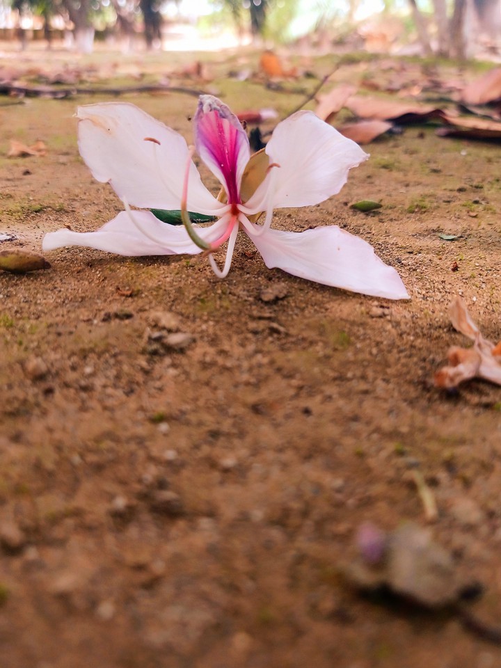 Flower