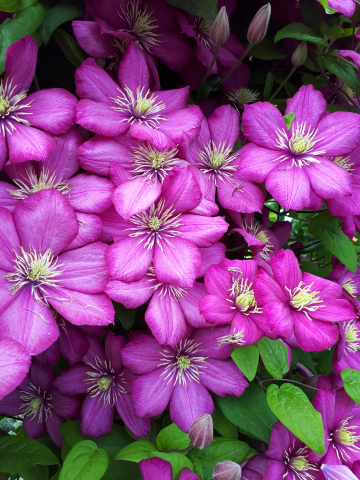flowers ?