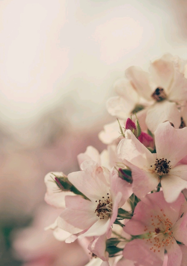 Blossoms