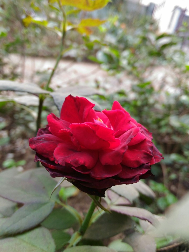 rose