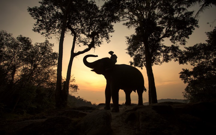 elephant mahouts
